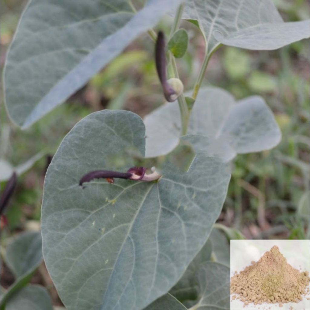 Aadu Theenda Palai / Worm Killer / Bracteated Birth Wort Powder