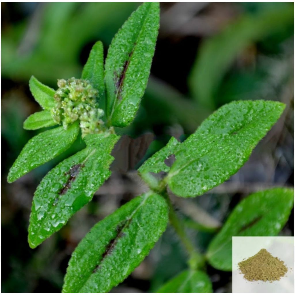 Amman Pacharisi / Snake Weed Powder