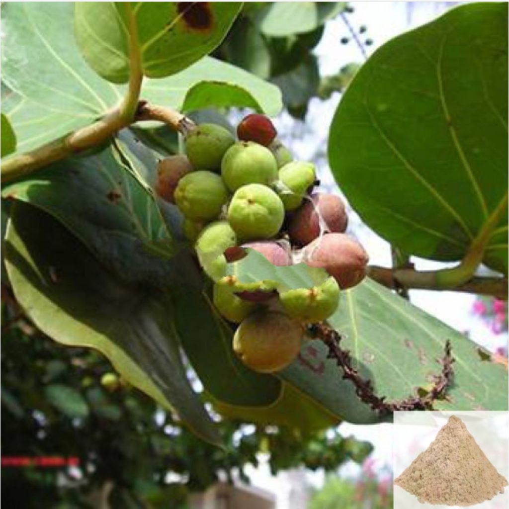 Arasa vithai / Sacred Fig Seed Powder