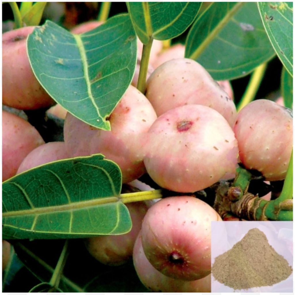 Arasam Pazham / Peepal Fruit Powder