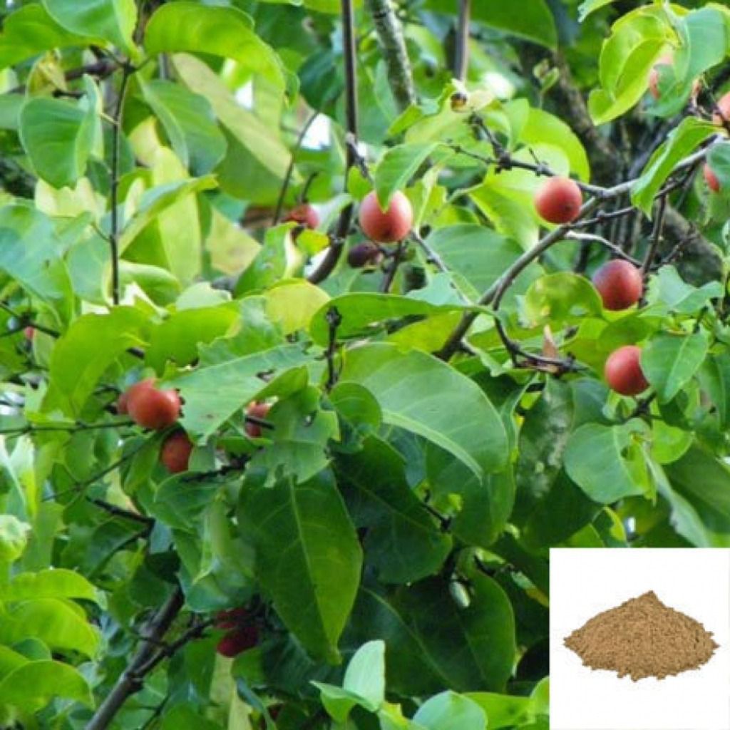 Ekanayakam, Ponkoranti / Marking Nut Tree Powder