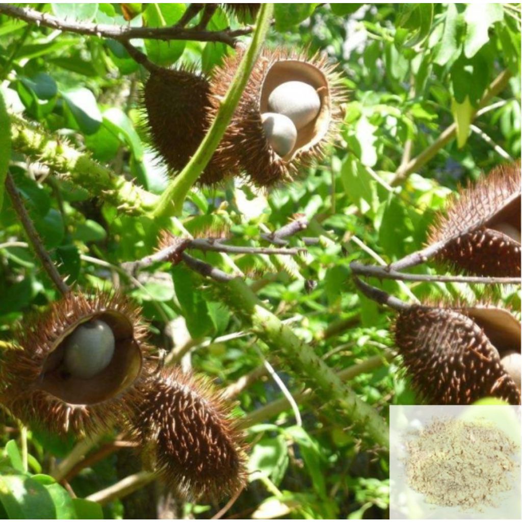 Kalarchi Kaai / Bonduc Nut, Fever Nut, Nicker Nut Powder