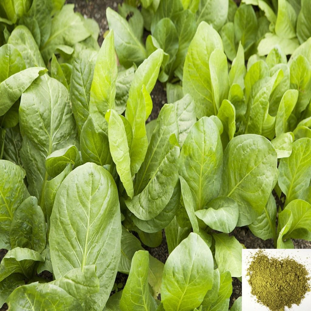 Kasinikeerai / Chicory Leaves Powder