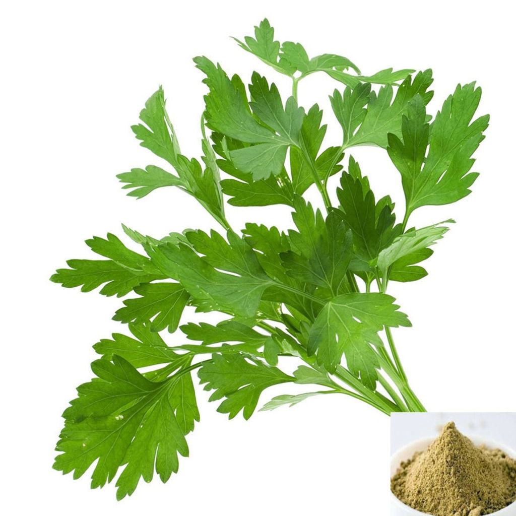 Kothamalli / Coriander Leaves Powder