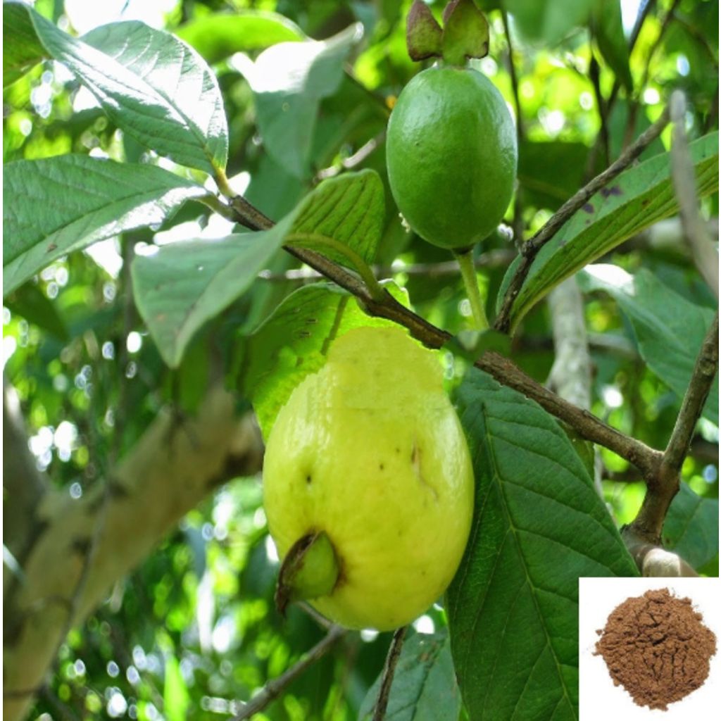 Koyya ilai / Guava Leaves Powder