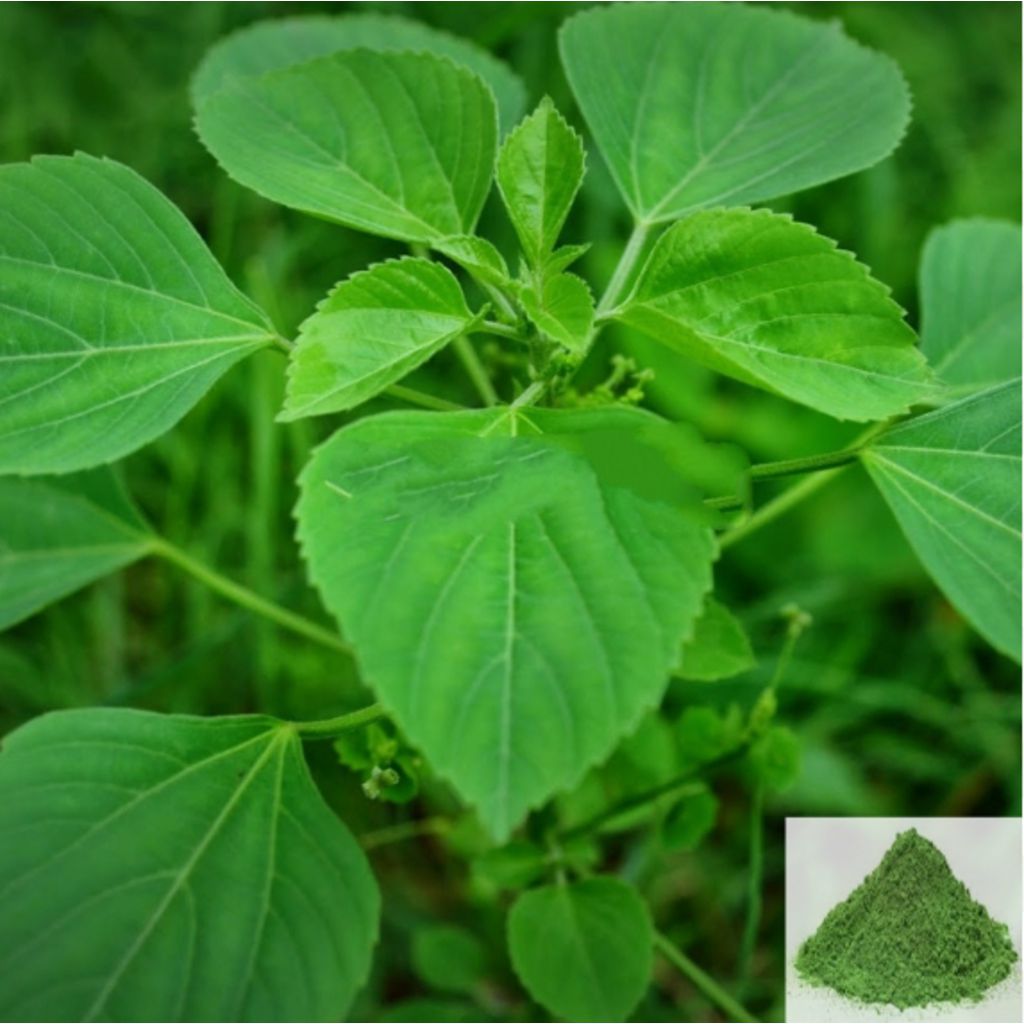 Kuppaimeni / Indian Nettle / Indian Acalypha Powder