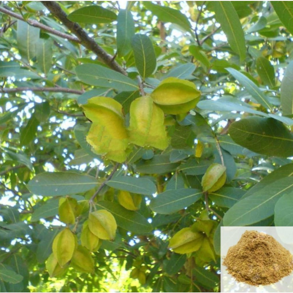 Maruthamaram / Arjun Tree Powder