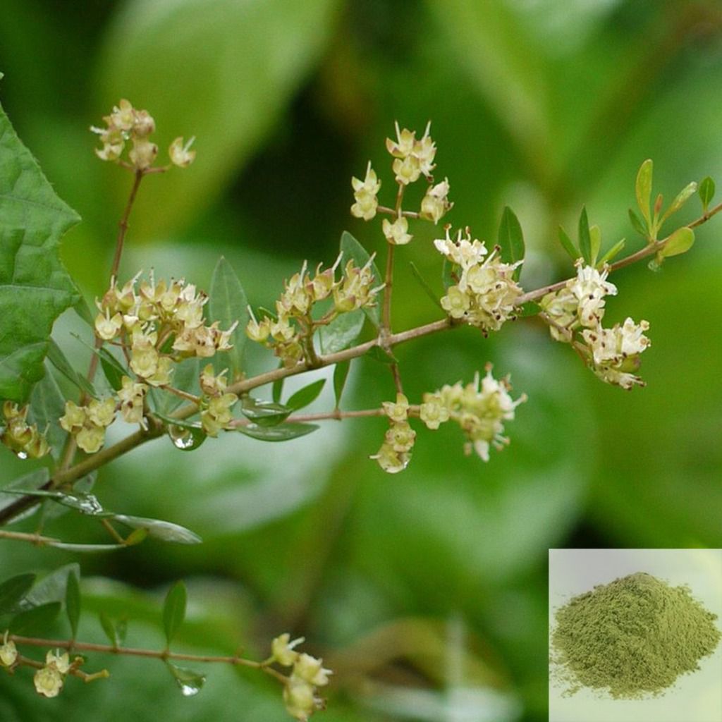 Maruthani ilai / Henna Leaves Powder