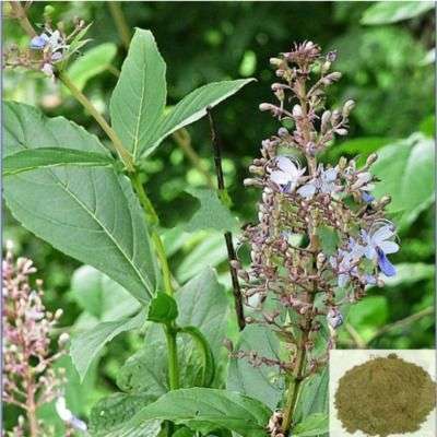 Angaravalli,Cheruteku / Turk Powder