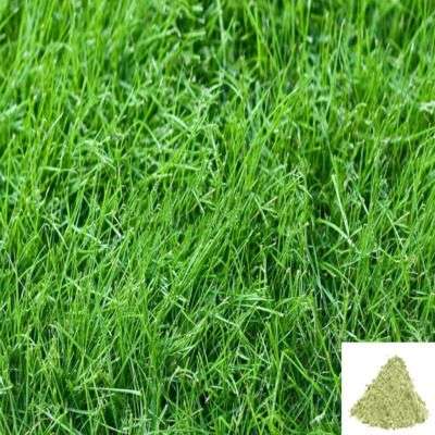 Arukam Pul / Bermuda Grass Powder
