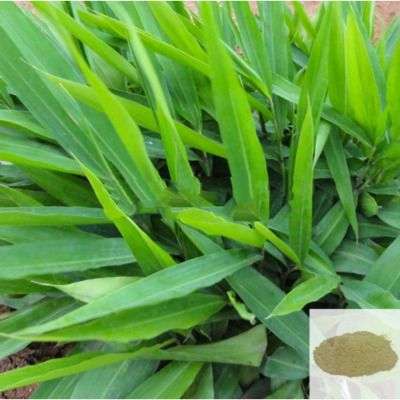 Chitharathai / Sitharathai / Lesser Galangal Powder