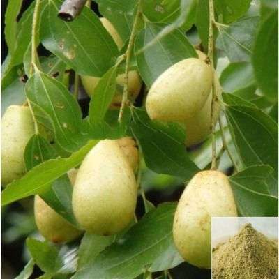 Kadukkai Pinju / Ink Nut, Chebulie Powder