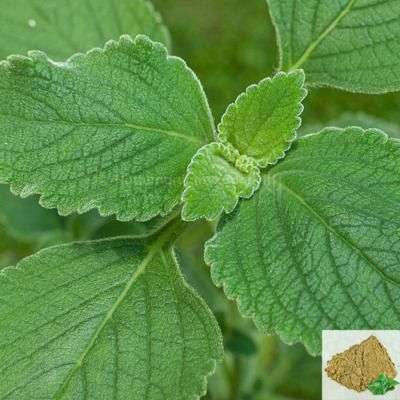 Karpooravalli / Ajwain Leaf Powder