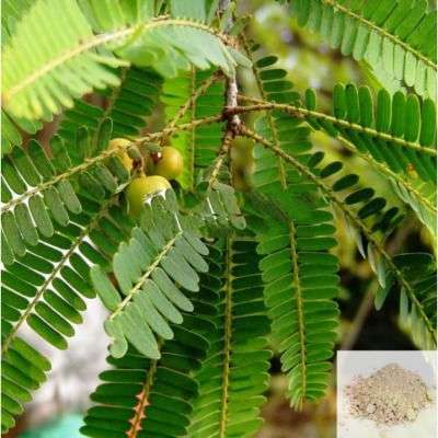 Keezhanelli / Country Gooseberry Powder