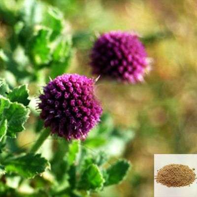 Kottai karantai / Indian sphaeranthus Powder