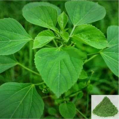 Kuppaimeni / Indian Nettle / Indian Acalypha Powder