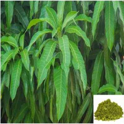 Maa ilai / Mango leaves Powder