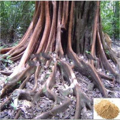 Magali Kilangu / Swallow Root Powder
