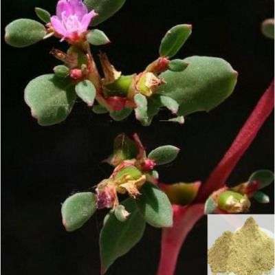 Sakthi Saranai / Horse Purslanes Powder