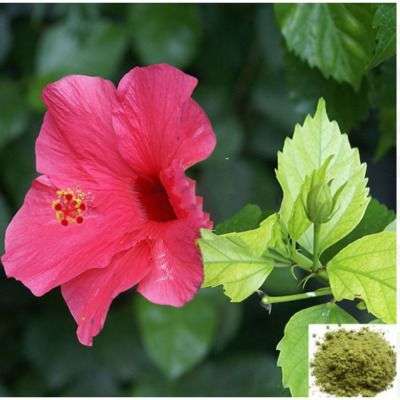 Semparuthi ilai / Hibiscus Leaf Powder