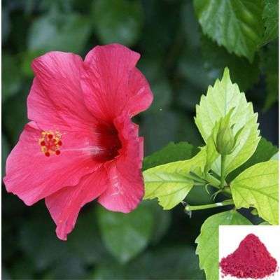 Semparuthi Poo / Hibiscus Flower Powder