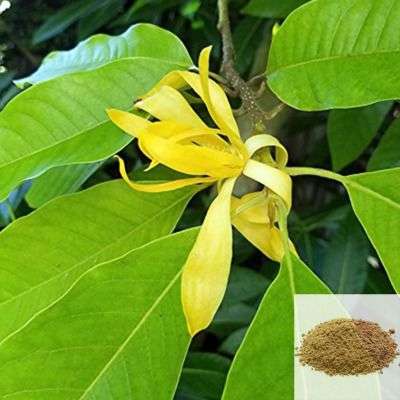 Senbaga Poo / Champak flower Powder