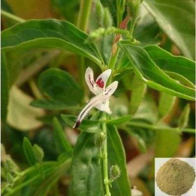 Sivanar Vembu , Chimai - Nili / Wiry Indigo Powder