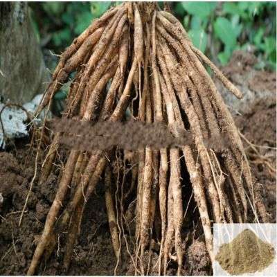 Thaneer Vittan Kilangu / Shatavari / Satavar Powder