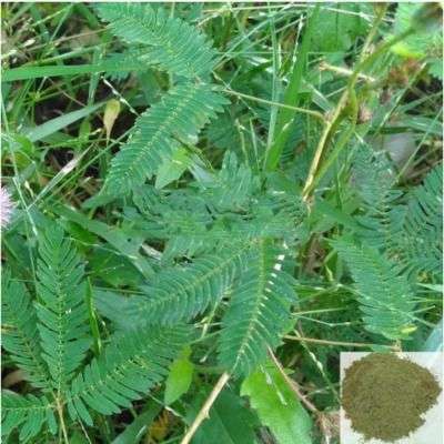 Thotta Sinungi / Sensitive Plant / Sleepy Plant Powder