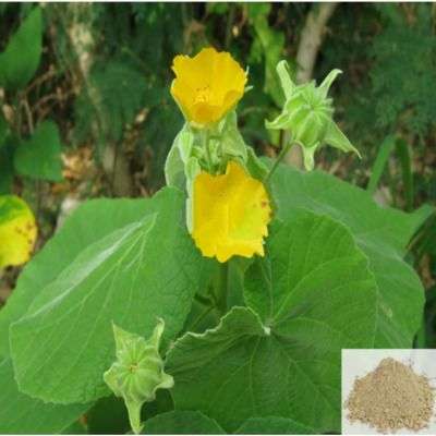 Thuthi / Indian Mallow Powder