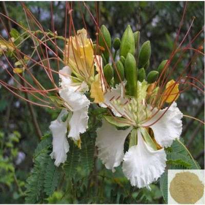 Vadanarayanan / White Gulmohar Powder