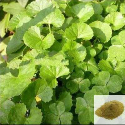 Vallarai / Brahmi Leaves Powder