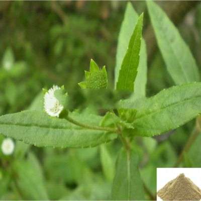 Vellai Karisalanganni / False Daicy Powder White