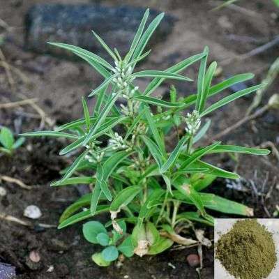 Vellarugu / Swallow Wort Powder