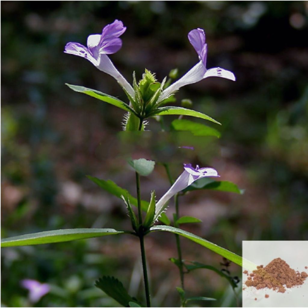 Neermulli Leaf / Long Leaved Barleria Powder