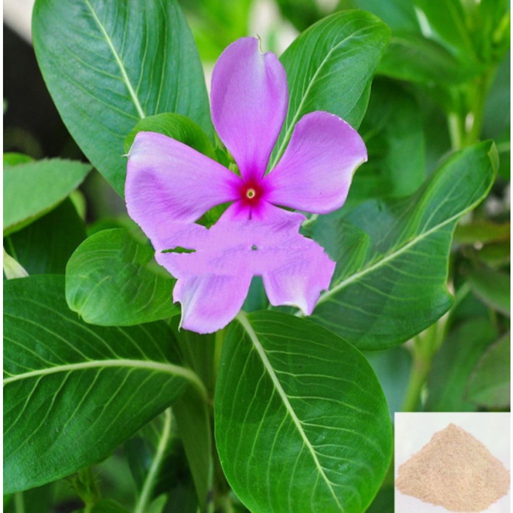 Nithiya Kalyani / Madagascar Periwinkle Powder