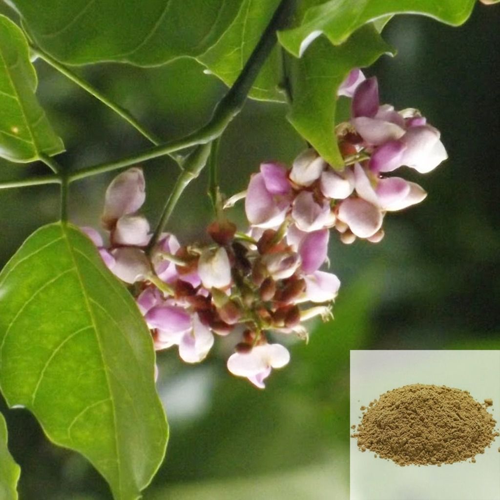 Punga Poo / Punga Oil Tree Flower Powder
