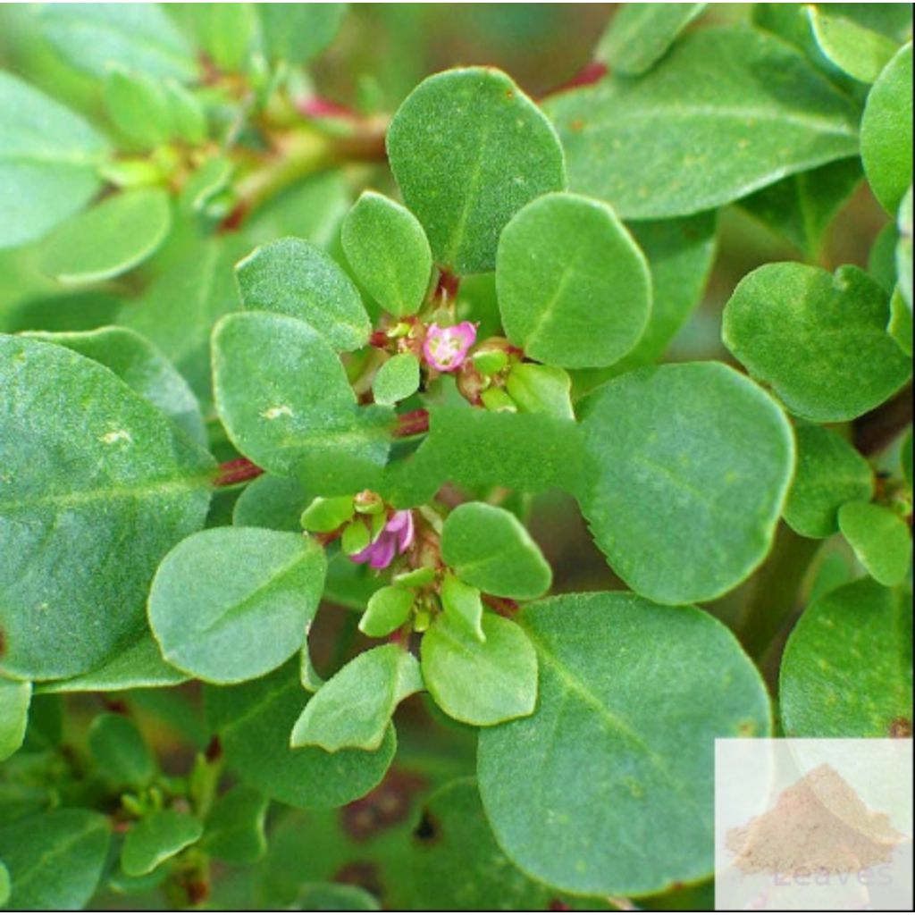 Saranai ver, Charanai / Horse Purslane Root Powder