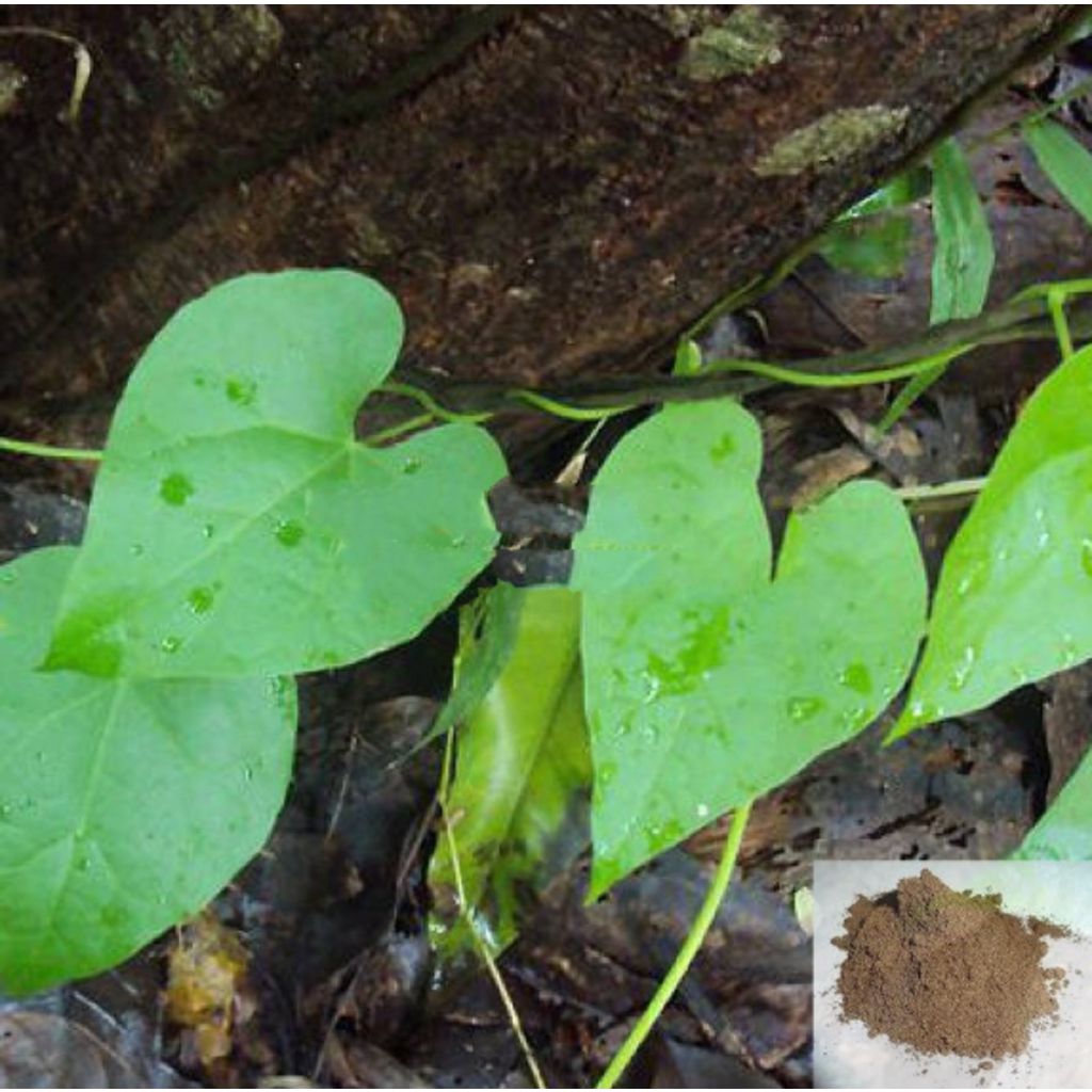 Seenthil Kodi / Heart - Leaved Moonseed Powder