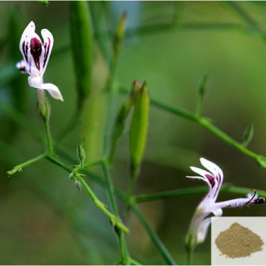 Siriyanangai / kariyat Powder