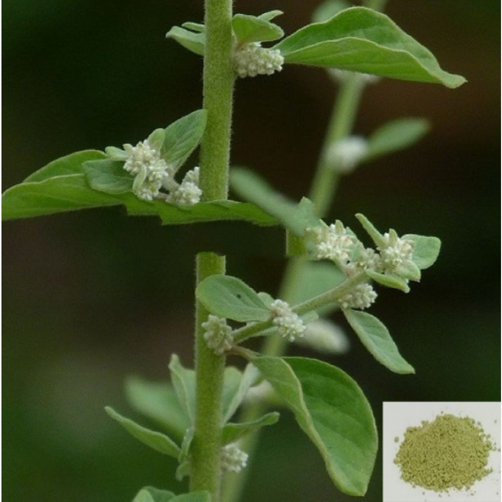 Sirupeelai / Sirukan Peelai / Mountain Knot Grass Powder