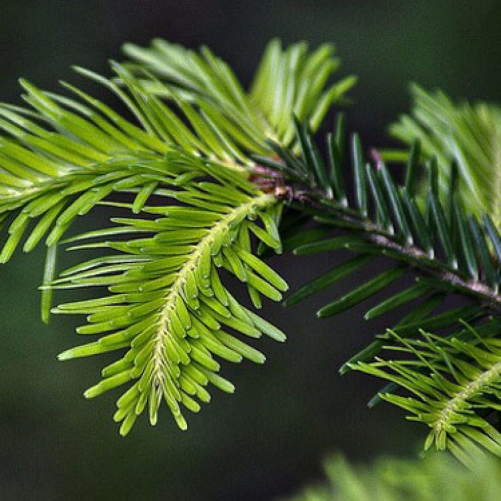 Thalisapathiri / Indian Silver Fir Powder