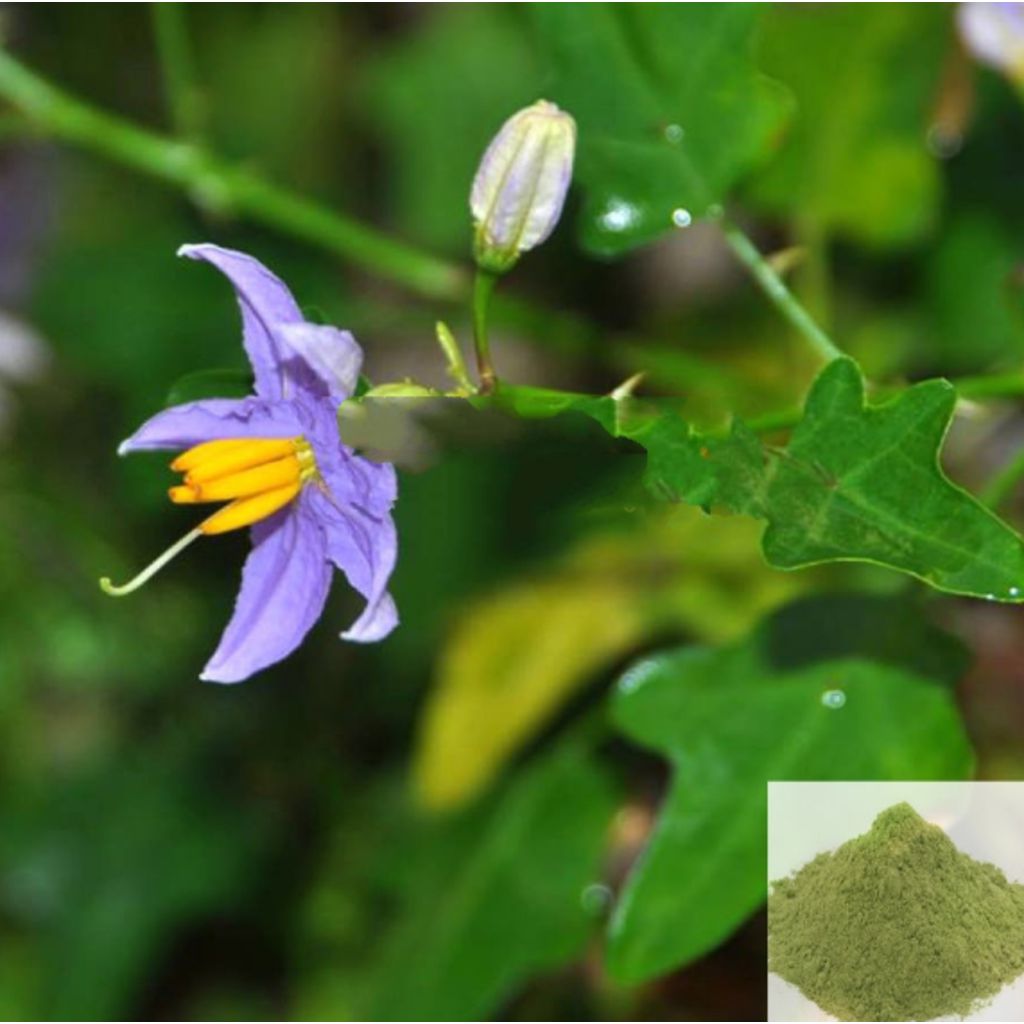 Thoothuvalai / Thai Nightshade Powder