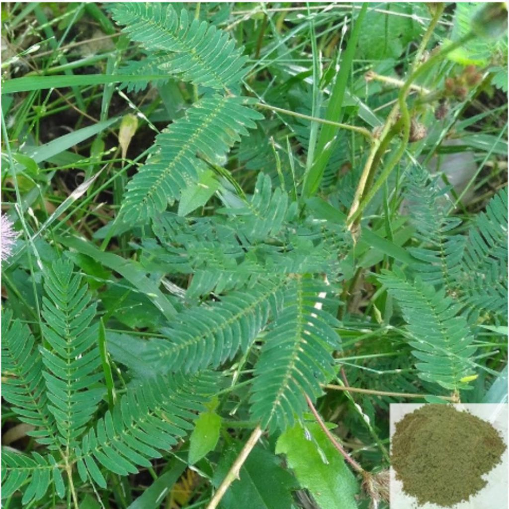 Thotta Sinungi / Sensitive Plant / Sleepy Plant Powder