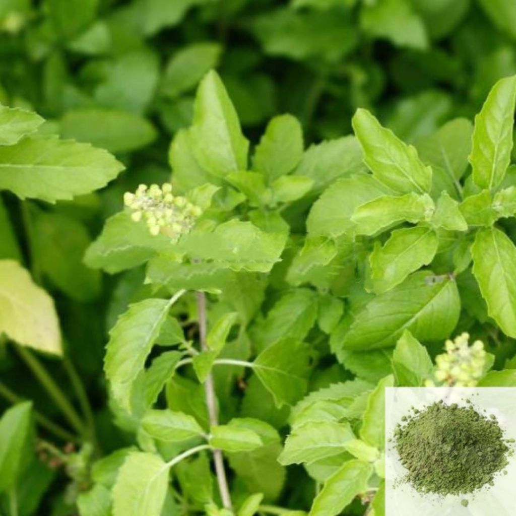 Thulasi / Sacred Basil Powder