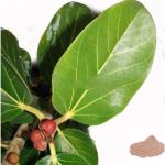 Aalam Ilai / Banyan Leaf Powder