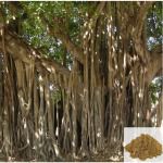 Aalam pattai / Banyan Tree Bark Powder