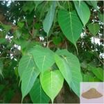 Arasa ilai / Peepal Tree / Sacred Fig Leaf Powder
