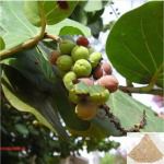 Arasa vithai / Sacred Fig Seed Powder