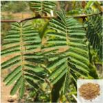 Karingali / Cutch Tree, Heart Wood Tree Powder